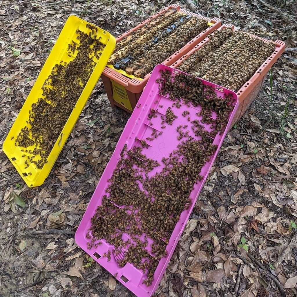 5-Frame Honey Bee Nuc (VSH Queen) - 2026 Pre-Order with Delivery