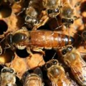 2026 VSH Hybrid Queen - Pre-Order for Pickup